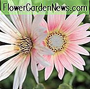 Arctotis, arctotis x hybrida, Arctotis x hybrida Wein, trockene tolerante Blumen, rosa Blumen, rosa afrikanische Gänseblümchen