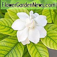 Gardenie, Blumen, Gardenien, gemeinsame Gardenien, Gardenienblüten, Gardenienblüten, Gardenienkrankheiten, Gardenienprobleme, Gardeniengelbblätter, Gelbe Blätter, Blätterdrehgelb