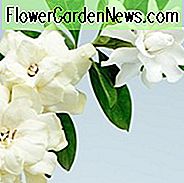 Beliebte Gardenien, Beliebte Gardenie Sorten, Große Gardenien, Hardy Gardenien, Gemeinsame Gardenien, Cape Jasmine, Cape Jessamine