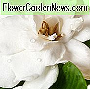 Beliebte Gardenien, Beliebte Gardenie Sorten, Mittlere Gardenien, Hardy Gardenien, Gemeinsame Gardenien, Cape Jasmine, Cape Jessamine