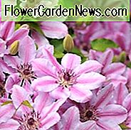 Clematis 'Markham's Pink', Clematis macropetala 'Markhams Pink', Atragaene Clematis, Gruppe 1 Clematis, Kleinblütige Clematis, rosa Clematis, Clematis Rebe, Clematis Plant, Flower Reben, Clematis Flower, Clematis Pruning
