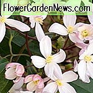 Clematis Apfelblüte, weiße Clematis, immergrüne Clematis, Clematis armandii 'Apfelblüte', Clematis der Gruppe 1, duftende Clematis, duftende Clematis, weiße Clematis, Krankheitsresistente Clematis