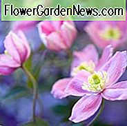 Clematis montana 'Rubens', Montana Clematis, rosa Clematis, Gruppe 1 Clematis, duftende Clematis, duftende Clematis, Clematis montana var Rubens, Krankheitsresistente Clematis