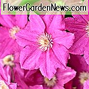 Clematis 'Asao', großblumige Clematis 'Asao', Gruppe 2 Clematis, rosa Clematis, Clematis Rebe, Clematis Plant, Blumen Reben, Clematis Flower, Clematis Pruning,