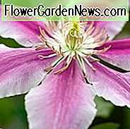 Clematis 'Doctor Ruppel', Großblumige Clematis 'Doctor Ruppel', Gruppe 2 Clematis, Pink Clematis, Clematis Rebe, Clematis Plant, Blumen Reben, Clematis Flower, Clematis Pruning
