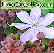 Clematis 'Fujimusume', frühblütige Clematis 'Fujimusume', Gruppe 2 Clematis, duftende Clematis, blaue Clematis, Clematis Reben, Clematis Plant, Blumen Reben, Clematis Flower, Clematis Pruning