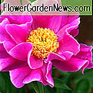 Paeonia Lactiflora 'Clown', Peony 'Clown', 'Clown' Peony, Chinese Peony 'Clown', Common Garden Peony 'Clown', Pink Peonies, Pink Flowers, Fragrant Peonies