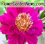 Paeonia Lactiflora 'Comanche', Peony 'Comanche', 'Comanche' Peony, Chinese Peony 'Comanche', Common Garden Peony 'Comanche', Pink Peonies, Pink Flowers, Fragrant Peonies