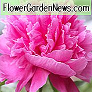 Paeonia Lactiflora 'Edulis Superba', Peony 'Edulis Superba', 'Edulis Superba' Peony, Chinese Peony 'Edulis Superba', Garden Peony 'Edulis Superba', Pink Peonies, Pink Flowers