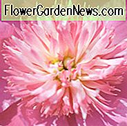 Paeonia Lactiflora 'Fancy Nancy', Peony 'Fancy Nancy', 'Fancy Nancy' Peony, Chinese Peony 'Fancy Nancy', Common Garden Peony 'Fancy Nancy', Pink Peonies, Pink Flowers, Fragrant Peonies