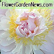 Paeonia Lactiflora 'Golly', Peony 'Golly', 'Golly' Peony, Chinese Peony 'Golly', Common Garden Peony 'Golly', Pink Peonies, Pink Flowers, Fragrant Peonies
