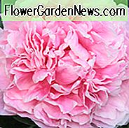 Paeonia Lactiflora 'Lady Alexandra Duff', Peony '' Lady Alexandra Duff ', ' 'Lady Alexandra Duff' Peony, Chinese Peony '' Lady Alexandra Duff ', Gemeenschappelijke tuin Peony' 'Lady Alexandra Duff', Pink Peonies, Pink Flowers, Pink Pioenen, geurende pioenen