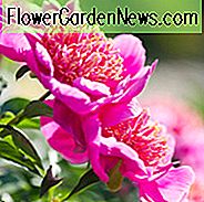 Paeonia Lactiflora 'Neon', Peony 'Neon', 'Neon' Peony, Chinese Peony 'Neon', Common Garden Peony 'Neon', Rode pioenen, Rode bloemen, Geurige pioenen, Roze pioenen, Roze bloemen