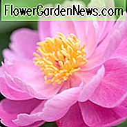 Paeonia Lactiflora 'Sea Shell', Peony 'Sea Shell', 'Sea Shell' Peony, Chinese Peony 'Sea Shell', Common Garden Peony 'Sea Shell', Peony 'Seashell', 'Seashell' Peony, Chinese Peony 'Seashell', Gemeenschappelijke tuin Peony 'Seashell', Pink Peonies, Pink Flowers