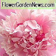 Paeonia Lactiflora 'Sorbet', Peony 'Sorbet', 'Sorbet' Peony, Chinese Peony 'Sorbet', Common Garden Peony 'Sorbet' ', Pink Peonies, Pink Flowers, Fragrant Peonies