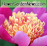 Paeonia Lactiflora 'Tom Eckhardt', Peony 'Tom Eckhardt', 'Tom Eckhardt' Peony, Chinese Peony 'Tom Eckhardt', Gemeenschappelijke tuin Peony 'Tom Eckhardt', Rode pioenrozen, Rode bloemen, Geurige pioenen, Roze pioenen, Roze bloemen