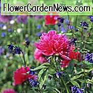 Paeonia Officinalis 'Rosea Plena', Peony 'Rosea Plena', 'Rosea Plena' Peony, Pink Peonies, Pink Flowers, Fragrant Peonies