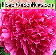 Paeonia Lactiflora 'Felix Crousse', Peony 'Felix Crousse', 'Felix Crousse' Peony, Chinese Peony 'Felix Crousse', Gemeenschappelijke tuin Peony 'Felix Crousse', Rode bloemen, Rode pioenen, Geurige pioenen