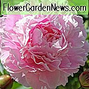 Paeonia Lactiflora 'Hermione', Peony 'Hermione', 'Hermione' Peony, Chinese Peony 'Hermione', Gemeenschappelijke tuin Peony 'Hermione', Peony 'Hermoine', 'Hermoine' Peony, Chinese Peony 'Hermoine', Gemeenschappelijke tuin Peony 'Hermoine ', Pink Peonies, Fragrant Peonies