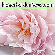 Paeonia Lactiflora 'Martha Bulloch', Peony 'Martha Bulloch', 'Martha Bulloch' Peony, witte bloemen, witte pioenen, roze bloemen, roze pioenen, geurende pioenen