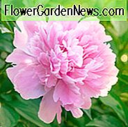Paeonia Lactiflora 'Dinner Plate', Peony 'Dinner Plate', 'Dinner Plate' Peony, Chinese Peony 'Dinner Plate', Common Garden Peony 'Dinner Plate', Pink Peonies, Fragrant Peonies