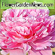 Paeonia Lactiflora 'Pink Parfait', Peony 'Pink Parfait', 'Pink Parfait' Peony, Pink Flowers, Pink Peonies, Fragrant Peonies
