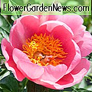 Paeonia 'Lovely Rose', Peony 'Lovely Rose', 'Lovely Rose' Peony, Pink Peonies, Pink Flowers, Fragrant Peonies