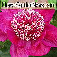 Paeonia Lactiflora 'Barrington Belle', Peony 'Barrington Belle', 'Barrington Belle' Peony, Chinese Peony 'Barrington Belle', Gemeenschappelijke tuin Peony 'Barrington Belle', Rode pioenen, Rode bloemen, Geurige pioenen