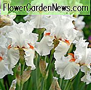 ไอริส 'เปลวไฟสวรรค์' ไอริสไอริส 'เปลวไฟสวรรค์' Iris Germanica 'เปลวไฟสวรรค์' Irises Irises ต้น Irises สีขาว