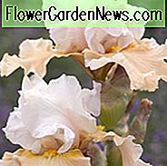 Iris แชมเปญ Elegance ข้อมูลการเจริญเติบโต, Bearded ไอริสแชมเปญ Elegance ข้อมูลการเจริญเติบโต Iris Germanica Champagne Elegance, Iris Reblooming, Irises Bicolor, รางวัล Irises
