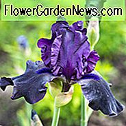Iris 'Hello Darkness, Iris' Iris 'สวัสดีความมืด' Iris Germanica 'Hello Darkness', Irises ต้นฤดู Irises Irises Irises รางวัล Irises สีม่วง