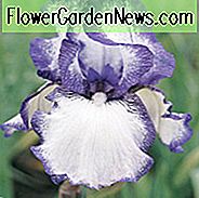 Iris Hemstitched, มีหนวดเคราม่านตา, Iris Germanica Hemstitched, Irises Reblooming, กลิ่น Irises, Iris Bicolor, รางวัล Irises, Blue Irises