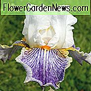 Iris 'Magic Happens' Iris 'Iris' Magic Happens, Iris Germanica 'Magic Happens', กลิ่นหอมไอริส, ไอริสมีหนวดเครา, ไอริสเริ่มต้น, Irises กลางฤดู, Irises Bicolor, รางวัล Irises