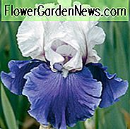 ท้องฟ้า Iris Mariposa, ม่านตา Mariposa, ท้องฟ้า Iris Germanica Mariposa, Irises Reblooming, Irises กลิ่น Irises Bicolor irises, รางวัล Irises, Blue Irises