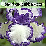 Iris Rare Treat, Iris Rare Treat, Iris Germanica การรักษาที่หายาก, Iris Bicolor, Irises รางวัล, Blue Irises