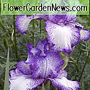 ไอริสฤดูใบไม้ร่วง Circus, Bearded ม่านตาฤดูใบไม้ร่วง Circus, Iris Germanica ฤดูใบไม้ร่วง Circus, Irises ต้นต้น iris Reblooming, Irises Bicolor, Blue Irises