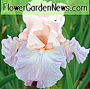 Iris 'Venita Faye' Iris 'Irita Venita Faye', Iris Germanica 'Venita Faye', ช่วงกลางปลาย Irises, สีชมพู Irises, รางวัล Irises, Iris Bicolor, Irises Lilac, Irises Lavender