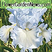 Iris 'Absolute Treasure' Iris 'สมบัติล้ำค่า' Iris Germanica 'สมบัติแอบโซลูท' Irises 'Irises' ไอริสไอริส
