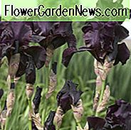 ไอริสก่อนพายุพายุเต้านม Bearded ก่อนพายุ Iris Germanica ก่อนพายุ Iris Reblooming Irises สีดำรางวัล Irises