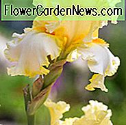 Iris 'Champagne Walz', Iris 'แบร์รี่แชมเปญ Walz', Iris Germanica 'Champagne Walz', Irises กลางเดือน, Irises สีเหลือง, Irises รางวัล, Iris 'Irises