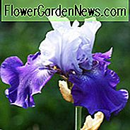 ไอริสเดิมพันที่ดีที่สุด, ไอริส Bearded เดิมพันที่ดีที่สุด, Iris Germanica เดิมพันที่ดีที่สุด, Irises Reblooming, Iris Bicolor, รางวัล Irises, Irises Blue