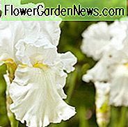 Iris Immortality ข้อมูลการเจริญเติบโต Bearded Iris 'ข้อมูลการเติบโตที่เป็นอมตะ, Iris Germanica Immortality, Iris Reblooming, Irises หอมไอริสสีขาว irises รางวัล