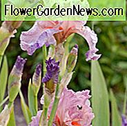 Iris 'Jennifer Rebecca' Iris 'Iris' สูง Iris 'Iris Germanica' Jennifer Rebecca ', Midseason Irises, iris Reblooming, สีชมพูไอริส, Irises หลากสี