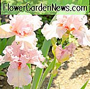 Iris 'Lovely Kay', ตุ๊กตาหมี Iris 'Lovely Kay', Iris Germanica 'Lovely Kay', Isea Midseason, รางวัล Irises, Irises สีชมพู