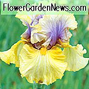 Iris 'Secret Rites', ความลับของ Iris 'Ritz', 'Iris Germanica' Rides ลับ ', Irises หอม, ไอริสหนวดเครามีเสน่ห์ Irises Mid ฤดูกาล, สีเหลือง Irises, รางวัล Irises, Iris' Irises