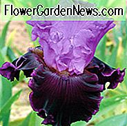 Iris 'Dangerous Liaison', Iris 'Dangerous Liaison', Iris Germanica 'Dangerous Liaison', สายรุ้ง Irises, ไอริสี Bicolor, ไอริส Irises, Irises สีม่วง
