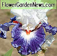 Iris 'Gypsy Lord', Iris 'Iris' Gypsy Lord 'Iris Germanica' Gypsy Lord ', Irises ปลาย Irises, Iris Bicolor, irises รางวัล Irises สีขาว Irises สีม่วง