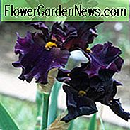 Iris 'In Black', 'Iris' Men In Black 'ของ Iris Germanica' Men In Black ', ภาพยนตร์เรื่อง Mid Late Season Irises, ภาพยนตร์เรื่อง Irises สีดำ, Irises Irises, Irises Purple