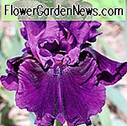 Iris 'Serenade สีม่วง' Iris สีม่วง 'Serenade สีม่วง' Iris Germanica 'Serenade สีม่วง' Mid Late Season Irises สีม่วง