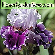 Iris 'Royal Snowcap', Iris 'Royal Snowcap' ของไอริส, Iris Germanica 'Royal Snowcap', ไอริสปลายฤดู, ไอริสสีขาว, Irises สีม่วง, สีม่วง Iris